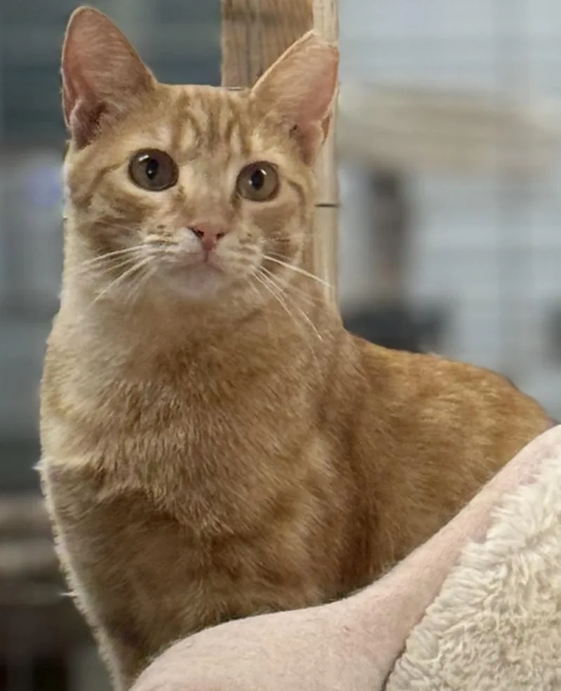 Ginger Polydactyl thumbnail 3