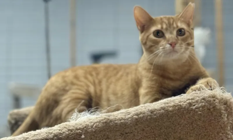 Ginger Polydactyl thumbnail 4