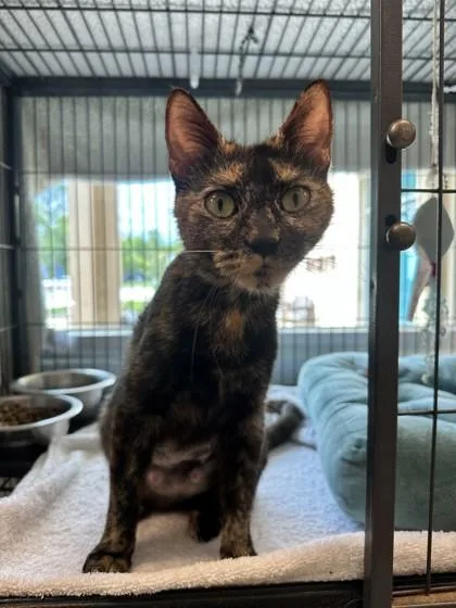 A young small-sized female Domestic Short Hair cat named Amethyst for adoption in Palm Coast, FL