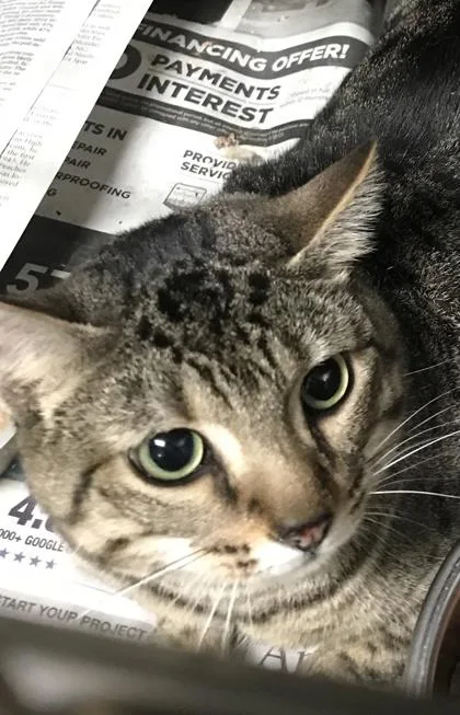 An adult small-sized female Domestic Short Hair cat named Angel for adoption in Spartanburg, SC