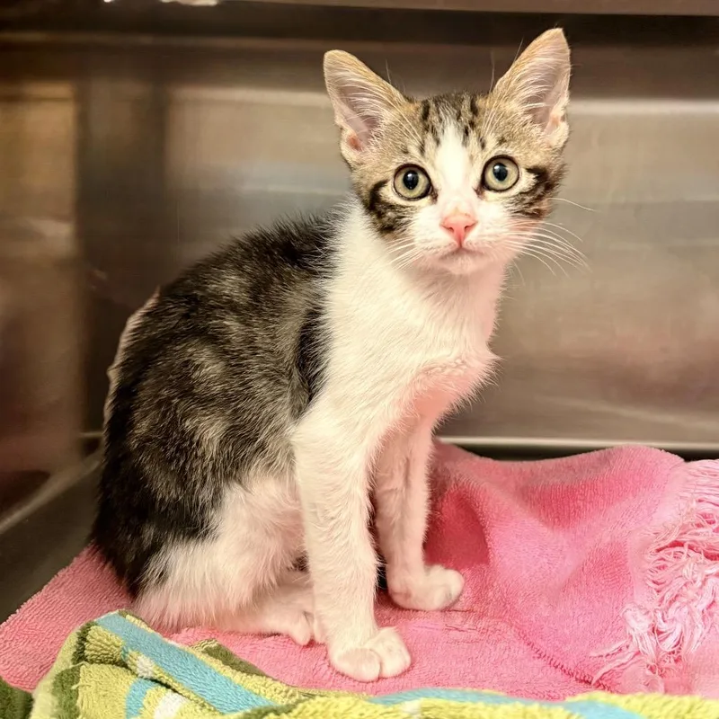 A baby small-sized male Gray / Blue / Silver Domestic Short Hair cat named Donut for adoption in Palm Springs, CA