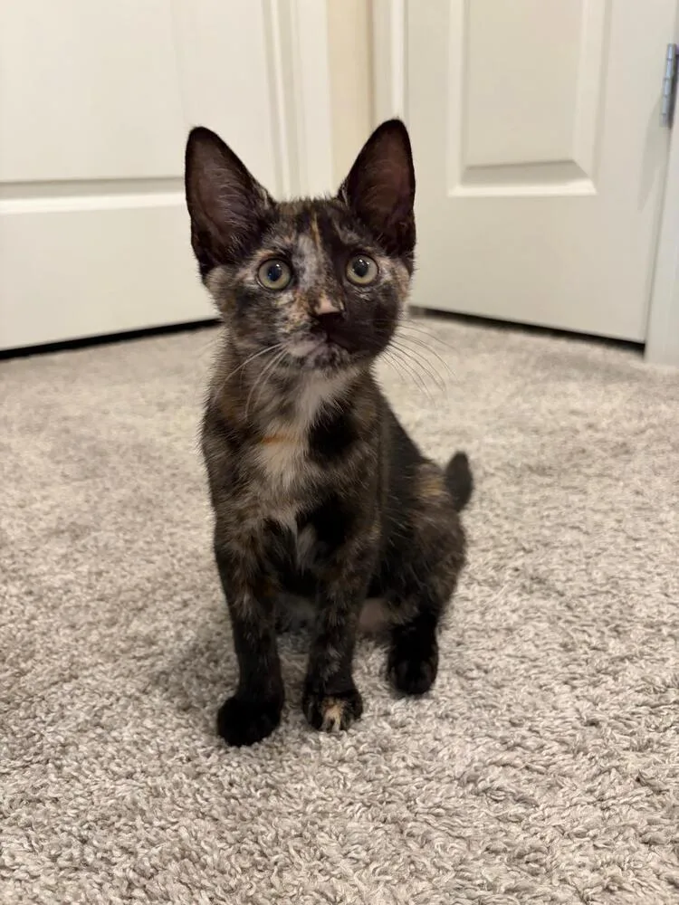 A baby small-sized female Domestic Short Hair cat named Tortellini for adoption in Orlando, FL