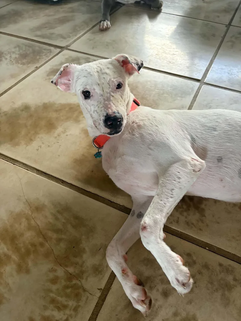 A young medium-sized male Mixed Breed dog named Luke for adoption in Wilder, VT