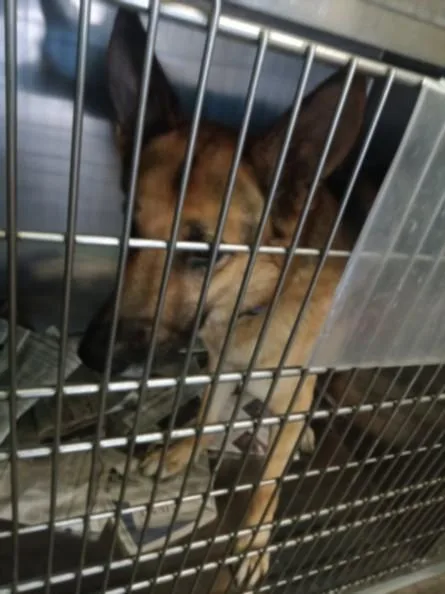 An adult extra large-sized male German Shepherd Dog dog named Biggie Small for adoption in Los Angeles, CA