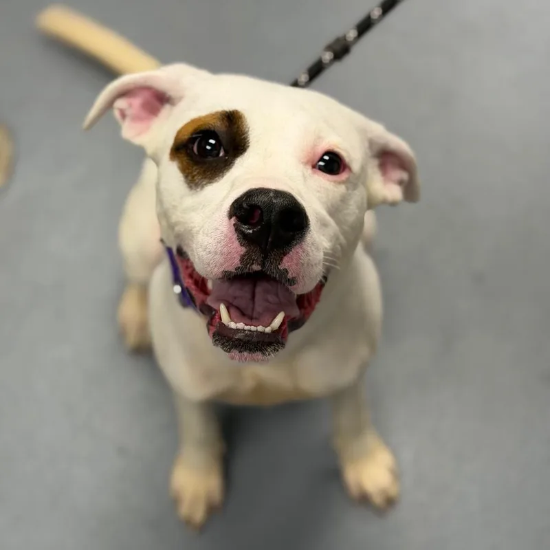A young medium-sized female White / Cream Mixed Breed dog named Khaleesi for adoption in Sarasota, FL