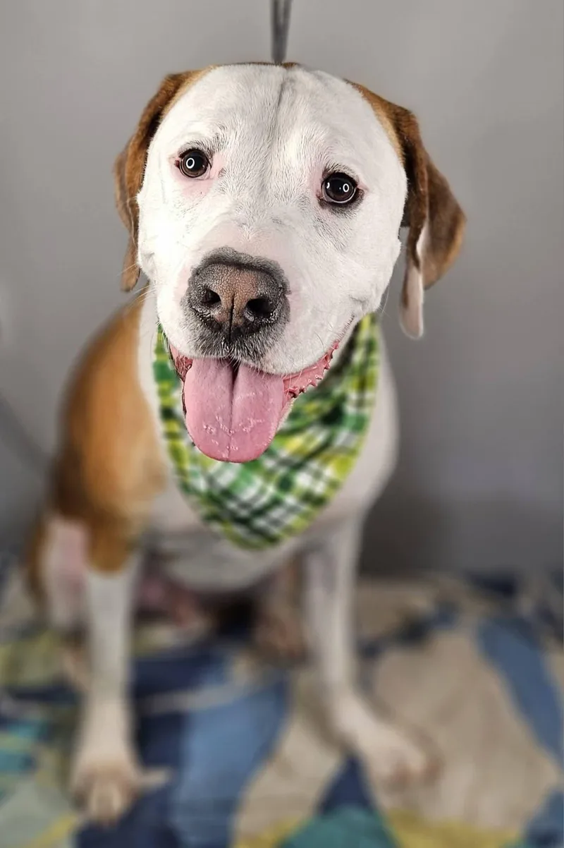 Beau