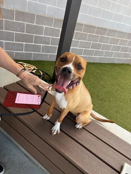 An adult medium-sized female Mixed Breed dog named Popsicle for adoption in Atlanta, GA