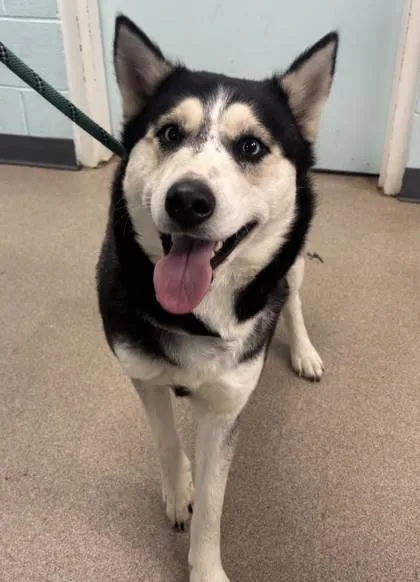 An adult large-sized female Siberian Husky dog named Baby for adoption in Winchester, VA