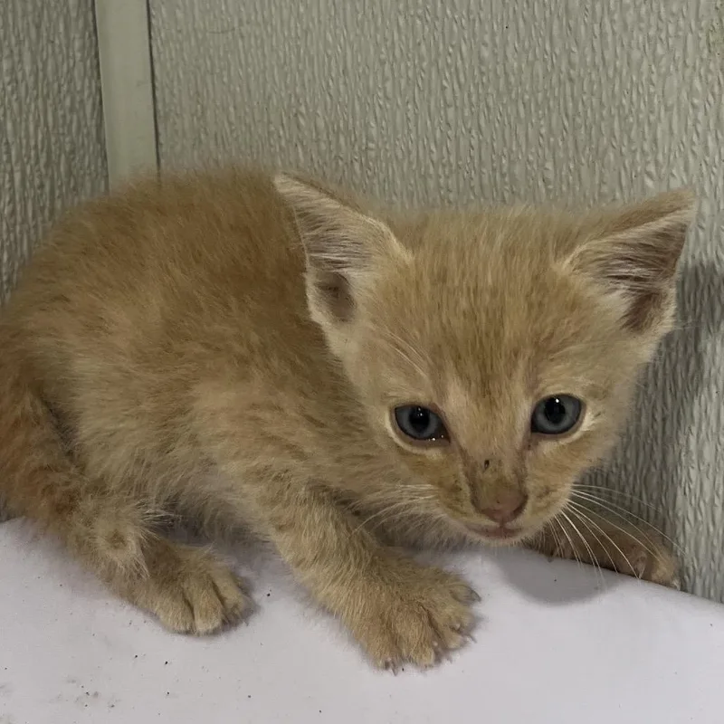A baby small-sized male Orange / Red Domestic Short Hair cat named Arlo for adoption in Tampa, FL