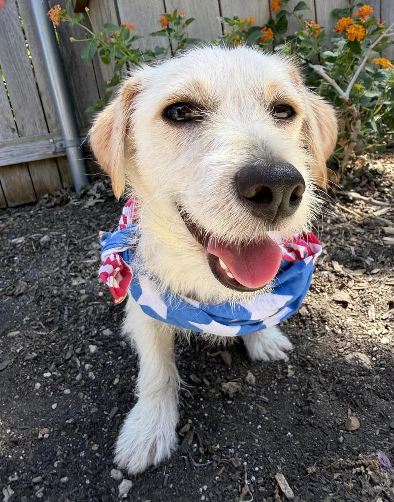 A young small-sized female White / Cream Terrier dog named Fork for adoption in Plano, TX