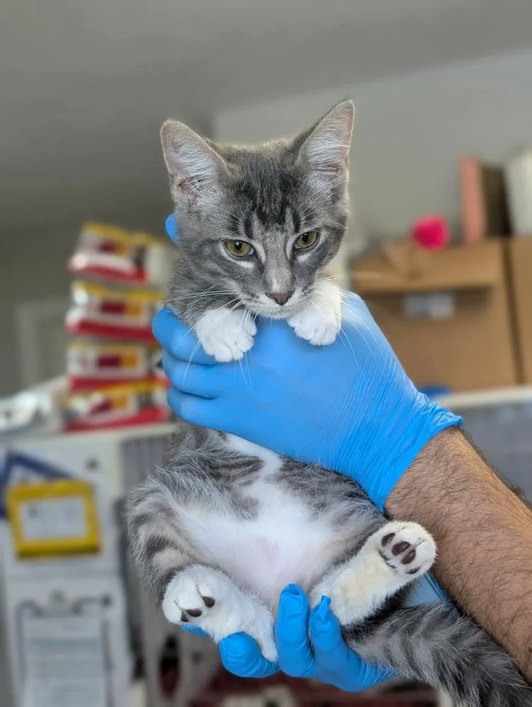 A baby medium-sized male Domestic Short Hair cat named Erbert for adoption in Bolivar, MO