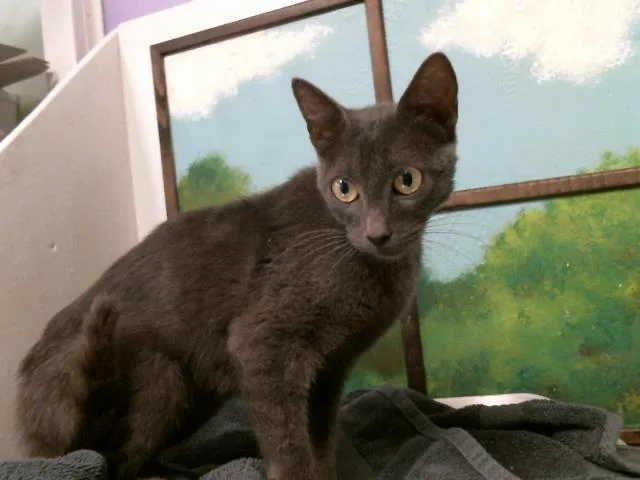 A young medium-sized female Domestic Short Hair cat named Hana for adoption in Houston, TX