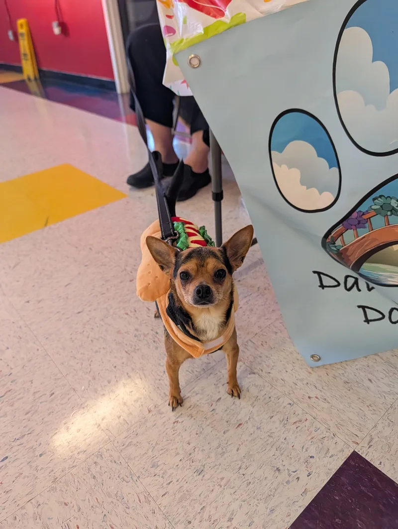 A young small-sized male Chihuahua dog named Choco for adoption in Richmond, VA