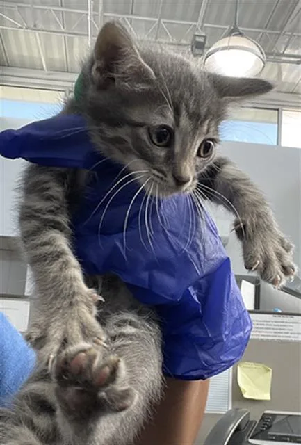 A baby medium-sized female Domestic Short Hair cat named Hallie for adoption in Dallas, TX