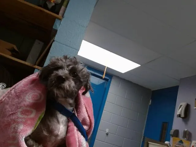 A young medium-sized female Schnauzer dog named Phat Girl for adoption in Albuquerque, NM