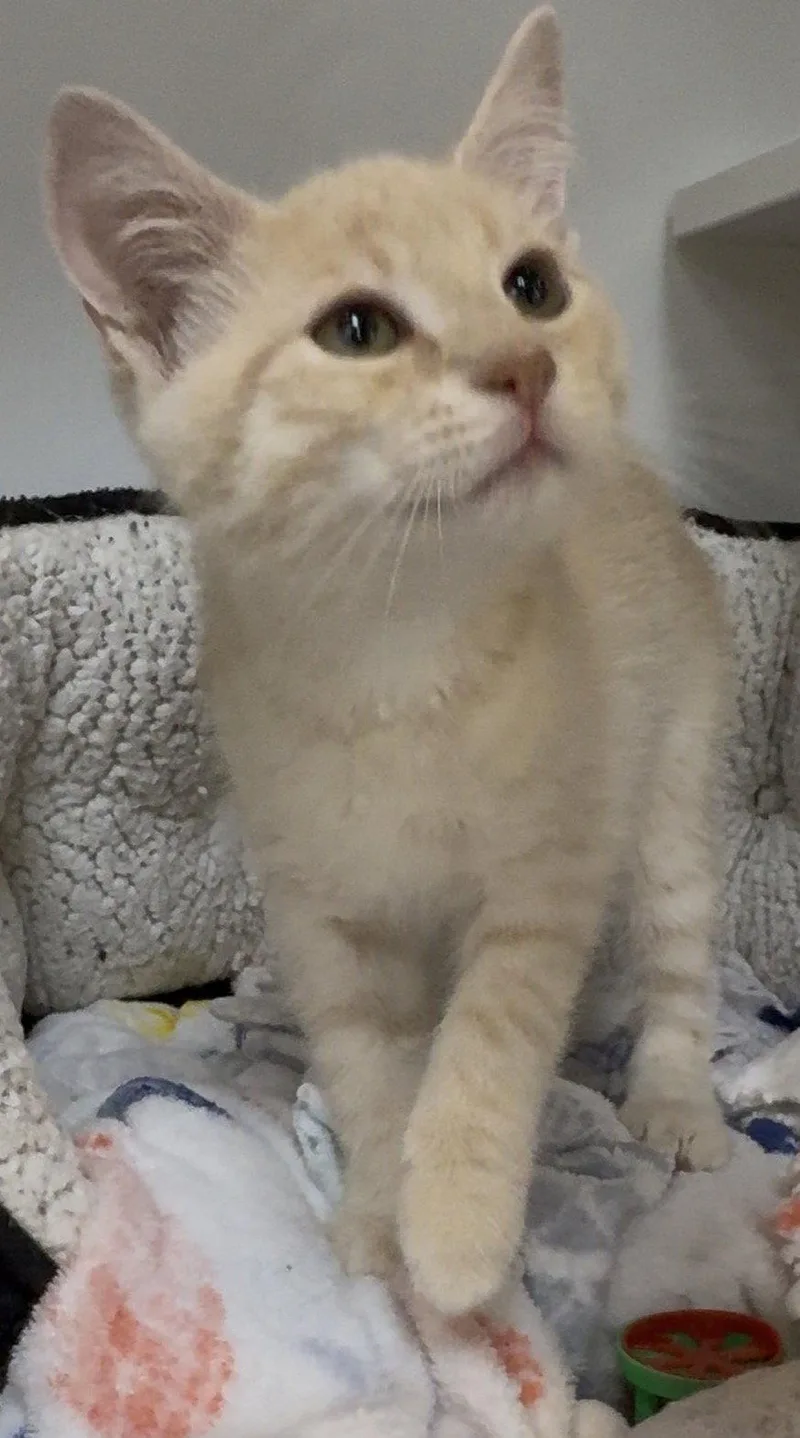 A baby medium-sized male Domestic Short Hair cat named Mazda for adoption in Cuyahoga Falls, OH