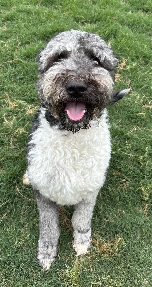 An adult large-sized male Merle (Blue) Labradoodle dog named Oscar for adoption in Boston, MA
