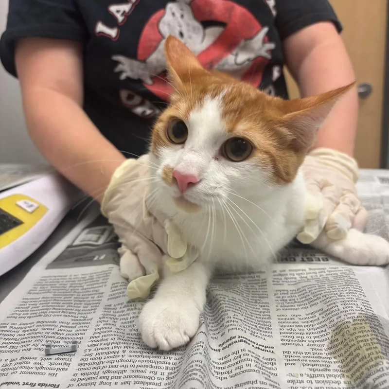 A young medium-sized male Orange / Red Domestic Short Hair cat named Red for adoption in Jacksonville, FL