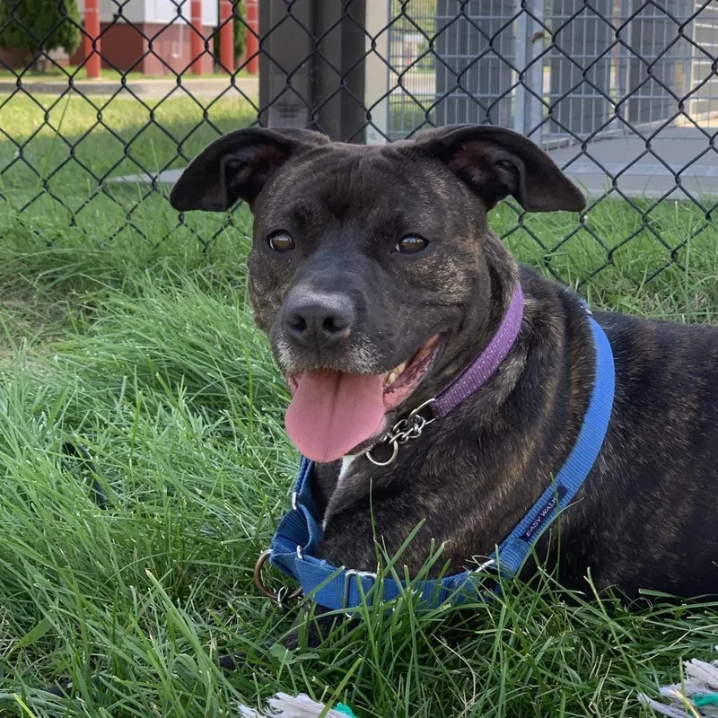 An adult medium-sized female Pit Bull Terrier dog named Baby Girl for adoption in Ballston Spa, NY