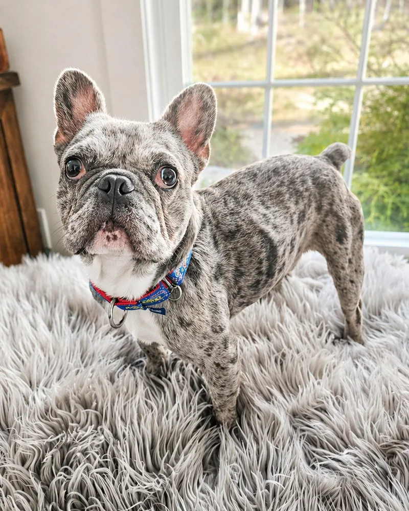 A young medium-sized male French Bulldog dog named Marty Mcfly for adoption in Westminster, MA
