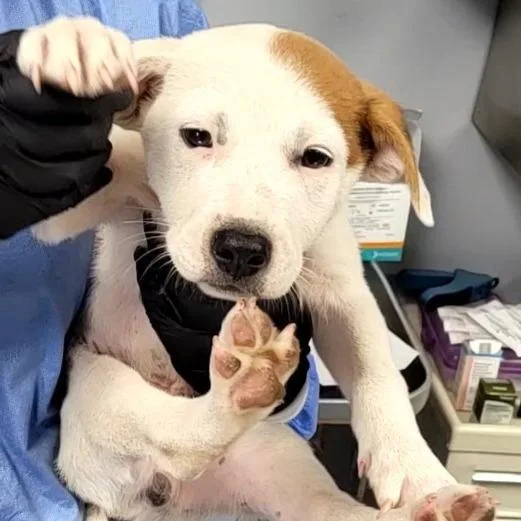 A baby small-sized male White / Cream Mixed Breed dog named Tomato for adoption in Duncan, OK