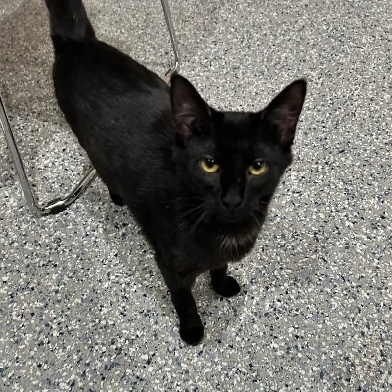 A young medium-sized female Black Domestic Short Hair cat named Star for adoption in Nashville, TN