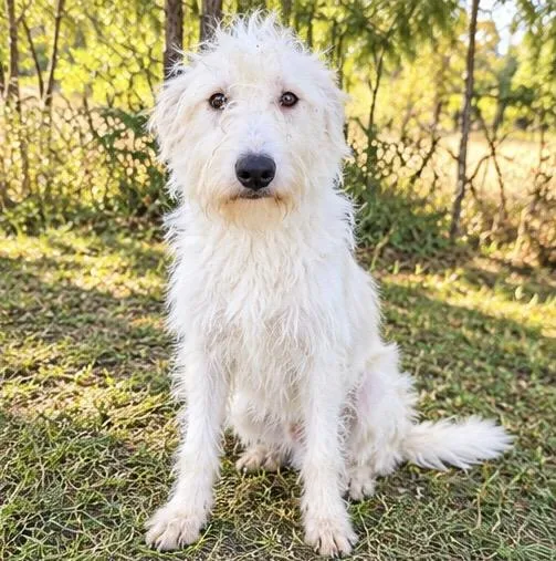 A baby medium-sized female White / Cream Standard Poodle dog named Melina for adoption in Foley, AL