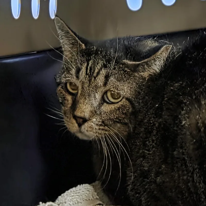 An adult medium-sized male Brown / Chocolate Domestic Short Hair cat named Waldo for adoption in Hamburg, NY