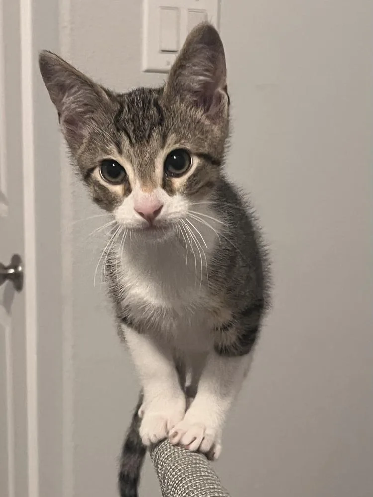 A baby small-sized male Domestic Short Hair cat named Boots for adoption in Dallas, TX
