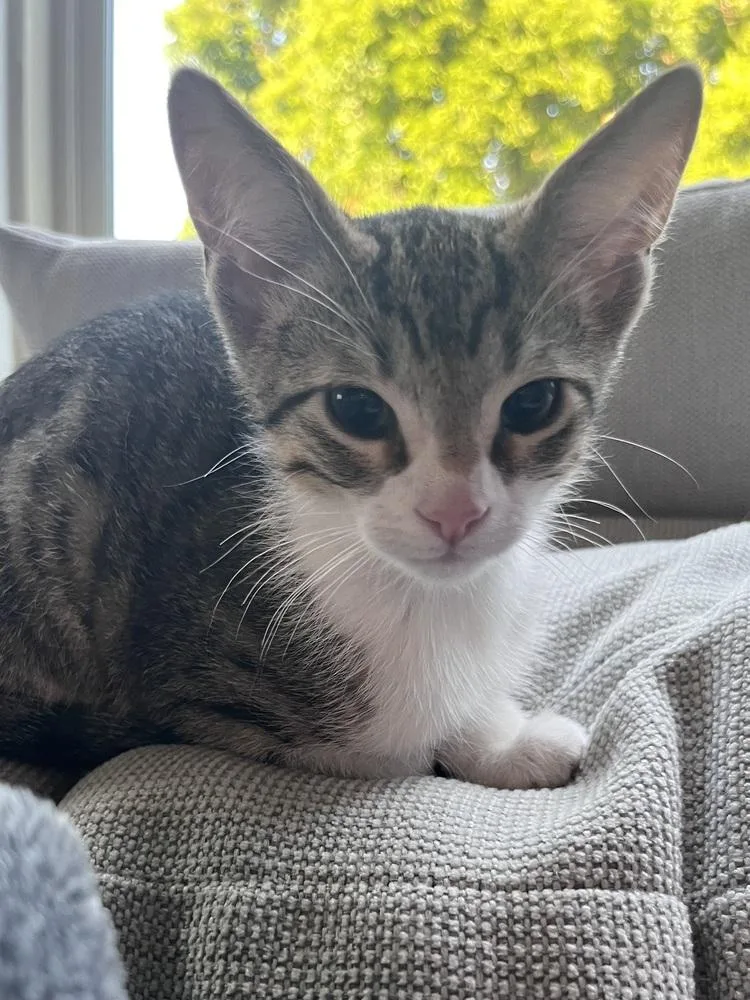 Boots thumbnail 3