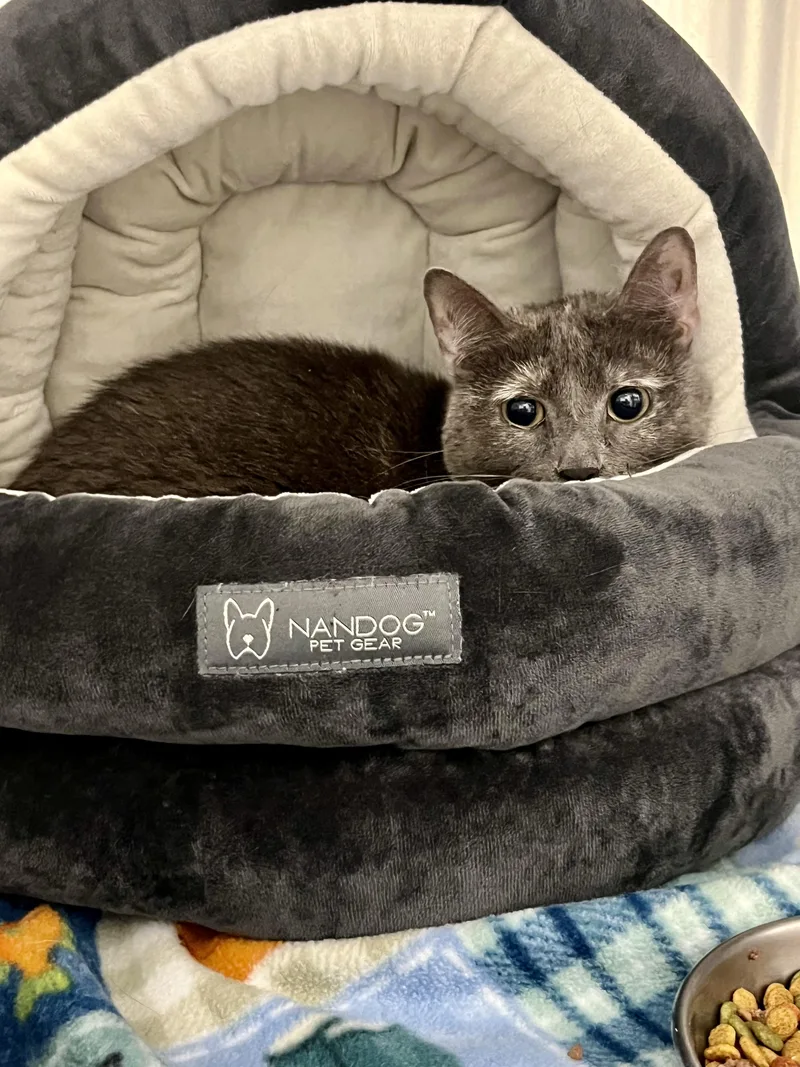 An adult medium-sized female Gray / Blue / Silver Domestic Short Hair cat named Madeline for adoption in Greenwich, CT