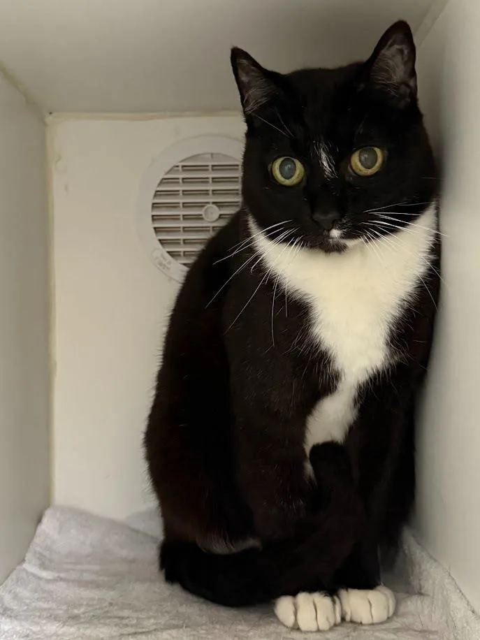 A senior medium-sized female Domestic Short Hair cat named Idabelle for adoption in Sapulpa, OK