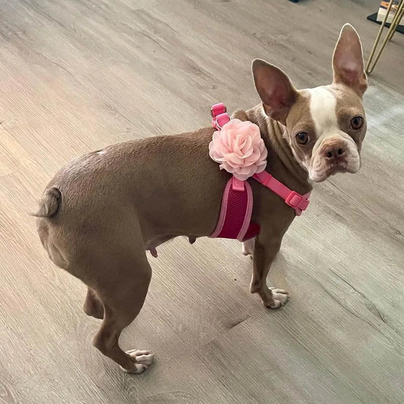 A young small-sized female White / Cream Boston Terrier dog named Noel in MO for adoption in Elkhorn, NE