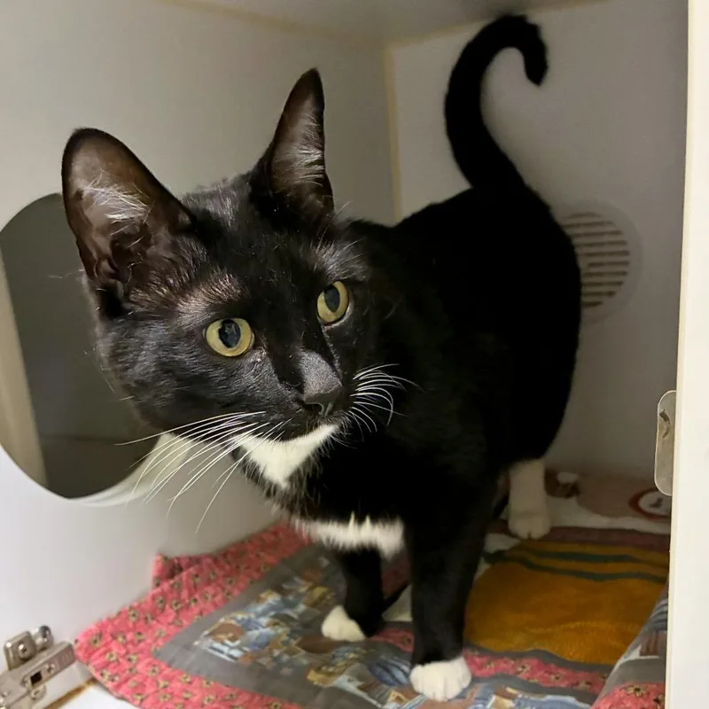 An adult large-sized male Black Domestic Short Hair cat named Tiva for adoption in Woodinville, WA
