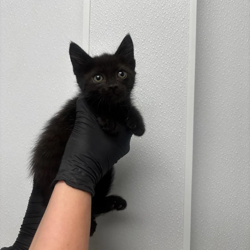 A baby small-sized female Black Domestic Short Hair cat named Rudy for adoption in Abilene, TX
