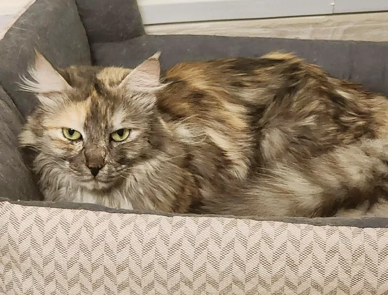 Gorgeous Is Well... Gorgeous!! thumbnail 2