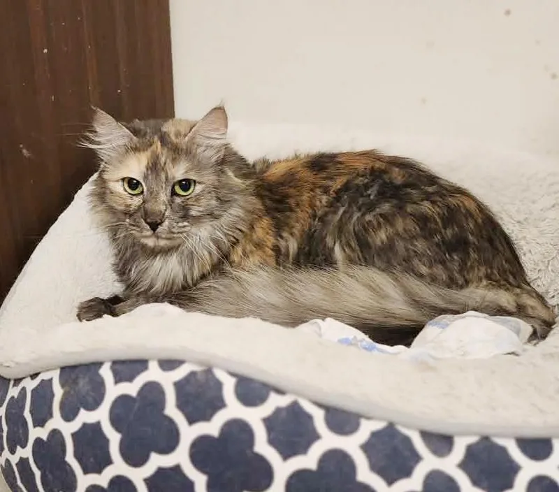 Gorgeous Is Well... Gorgeous!! thumbnail 3