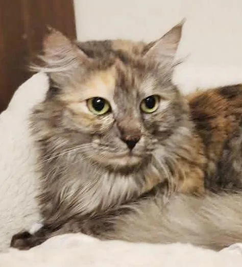 A young small-sized female Dilute Tortoiseshell Ragdoll cat named Gorgeous Is Well... Gorgeous!! for adoption in Bedford Hills, NY