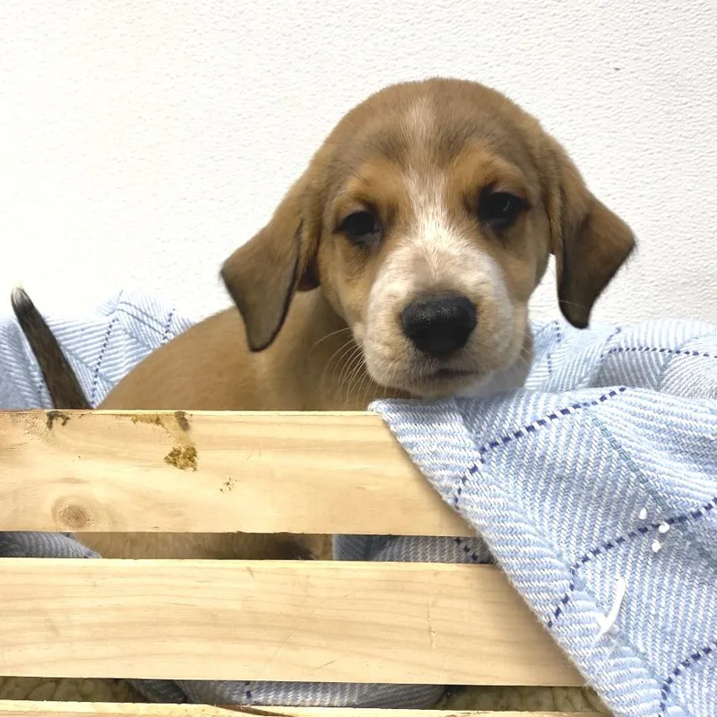 A baby medium-sized male Brown / Chocolate Labrador Retriever dog named Speedy for adoption in Belleville, IL