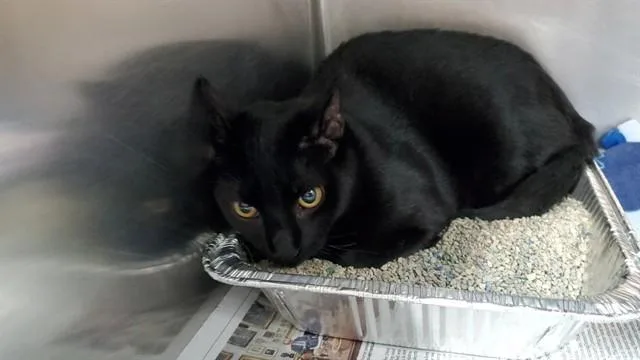 A young medium-sized male Domestic Short Hair cat named Jazz for adoption in Aurora, IL