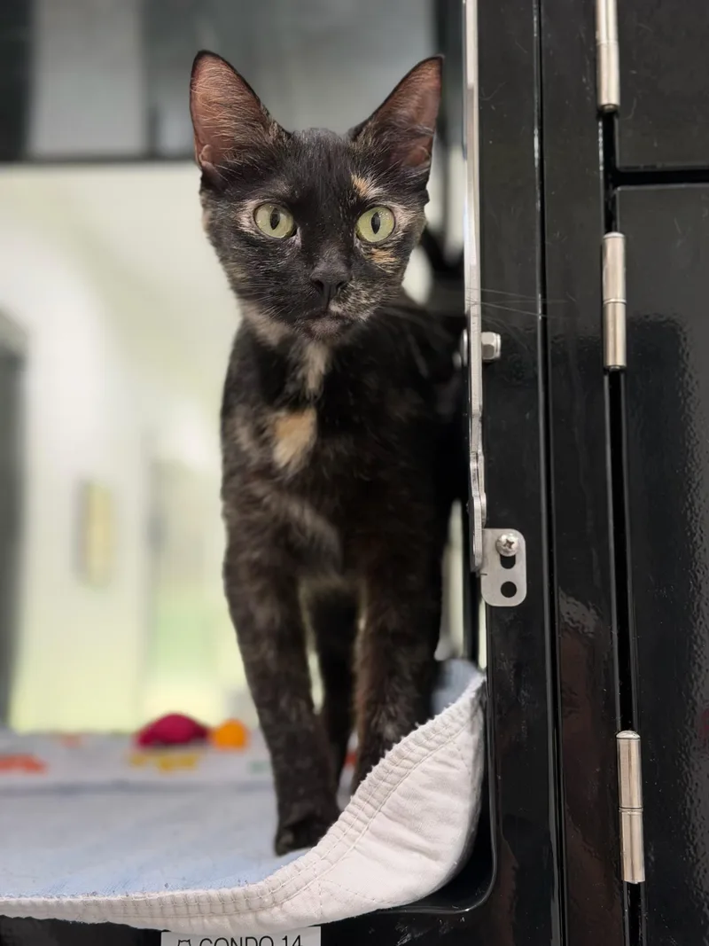 An adult medium-sized female Tortoiseshell Domestic Short Hair cat named Dior for adoption in Sherman, TX