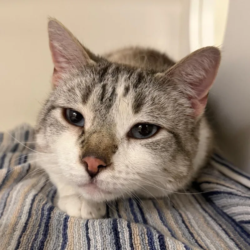 An adult large-sized female White Domestic Short Hair cat named Mika for adoption in Philadelphia, PA