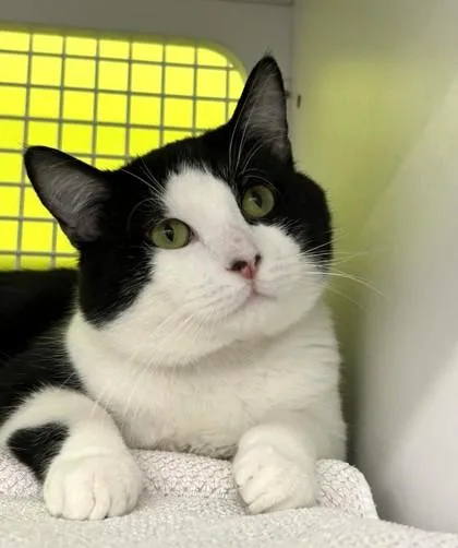 An adult large-sized male Black Domestic Short Hair cat named Smudge for adoption in Kansas City, MO