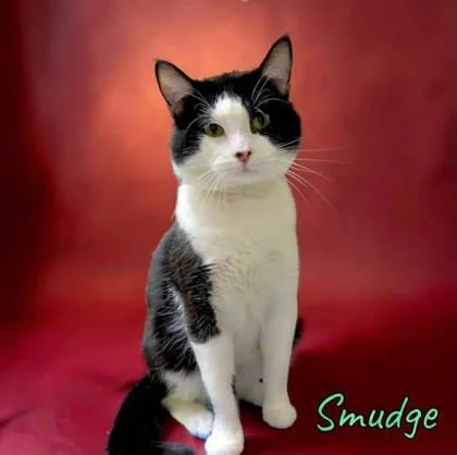 Smudge thumbnail 3