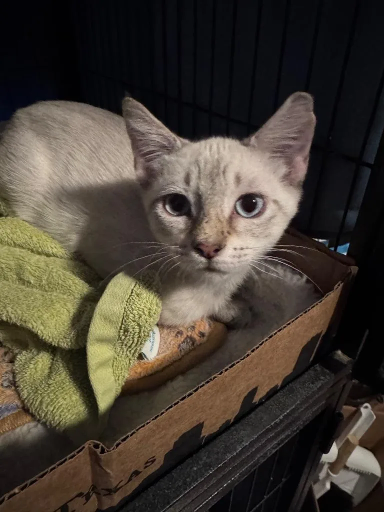 A baby medium-sized male Tabby cat named Aspen for adoption in San Antonio, TX