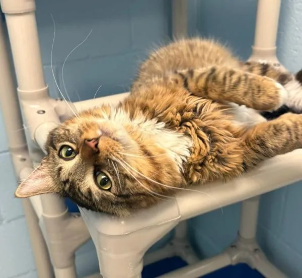 A young medium-sized male Domestic Medium Hair cat named Trevor for adoption in Millersville, MD