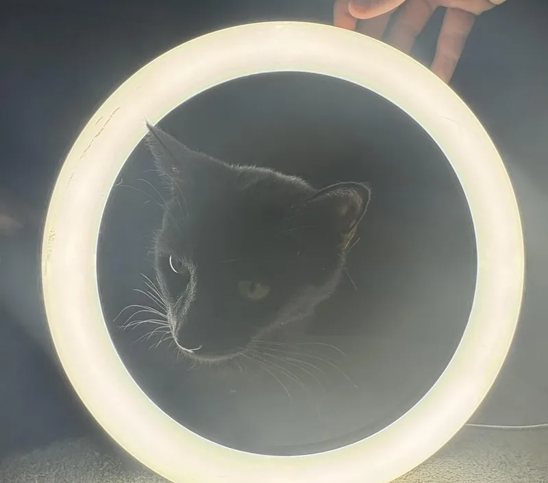 A young medium-sized female Black Domestic Short Hair cat named Velvet Vibez for adoption in Chandler, AZ