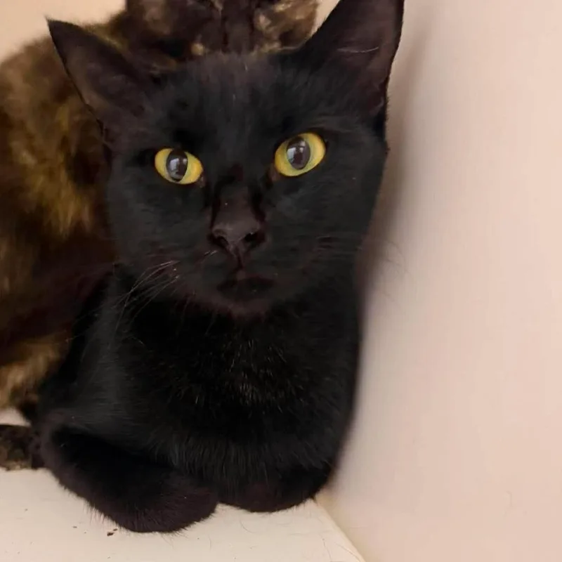 An adult medium-sized female Domestic Short Hair cat named Charlie for adoption in Rocky Mount, VA
