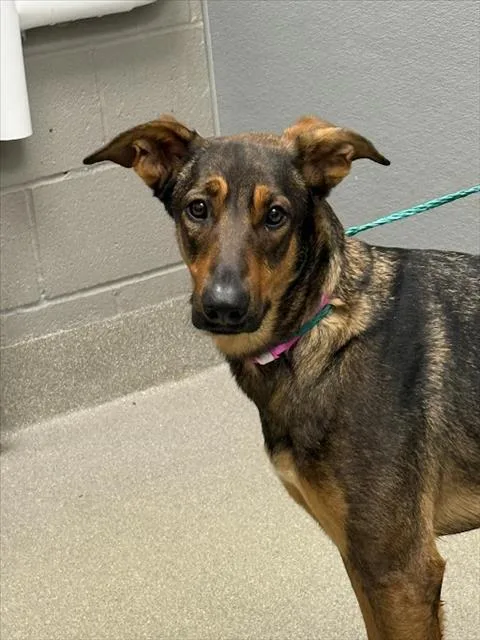 A young large-sized female Belgian Shepherd / Malinois dog named Diamond for adoption in Las Vegas, NV