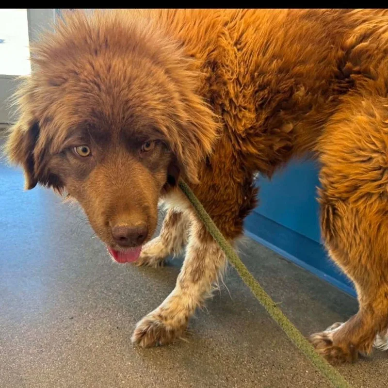 An adult medium-sized male Red / Chestnut / Orange Newfoundland Dog dog named Duke for adoption in Kingman, AZ